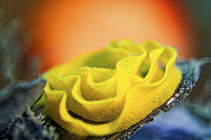 ~ Hatching ~ by Geo Cloete 